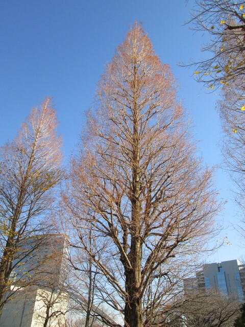 デニス・ブレイン/ベートーヴェン：ホルン・ソナタ: Zauberfloete通信